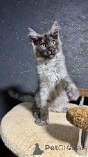 Photo №1. maine coon - for sale in the city of Ramstein-Miesenbach | 578$ | Announcement № 163692