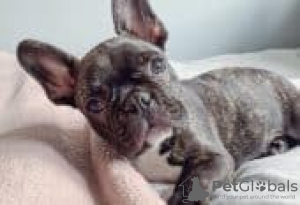 Photo №1. french bulldog - for sale in the city of Imatra | Is free | Announcement № 130768