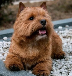 Photo №4. I will sell norwich terrier in the city of Novosibirsk. private announcement - price - negotiated