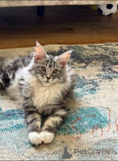 Photo №1. maine coon - for sale in the city of Munich | 900$ | Announcement № 160418