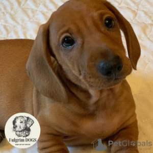 Photo №1. dachshund - for sale in the city of Brussels | 297$ | Announcement № 28350