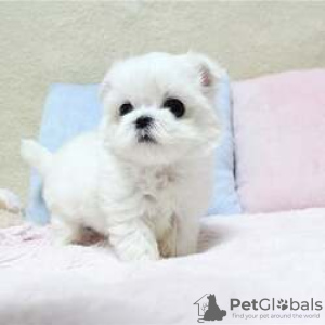 Photo №1. maltese dog - for sale in the city of Berlin | negotiated | Announcement № 115865