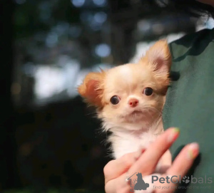 Photo №4. I will sell chihuahua in the city of Амстердам. breeder - price - 329$