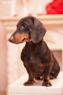 Photo №4. I will sell dachshund in the city of Sevastopol. from nursery - price - 384$