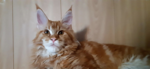 Photo №2 to announcement № 3698 for the sale of maine coon - buy in Russian Federation from nursery