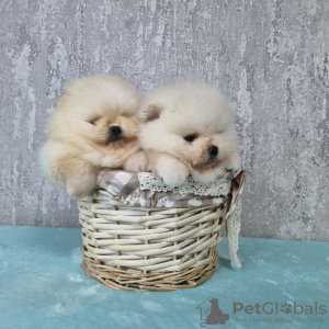 Photo №1. pomeranian - for sale in the city of Kassel | negotiated | Announcement № 34547