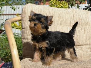 Photo №2 to announcement № 2648 for the sale of yorkshire terrier - buy in Russian Federation private announcement, from nursery, breeder