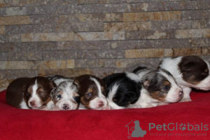 Additional photos: Australian Shepherd