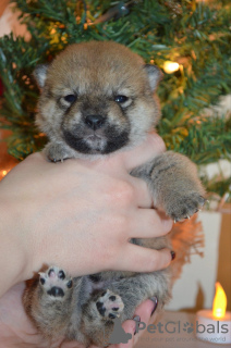 Photo №3. Shiba inu puppies. Serbia