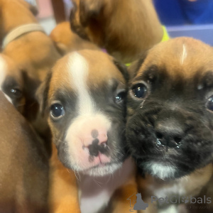 Photo №2 to announcement № 172953 for the sale of boxer - buy in Netherlands private announcement