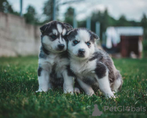 Photo №1. siberian husky - for sale in the city of Брисбен | negotiated | Announcement № 10043