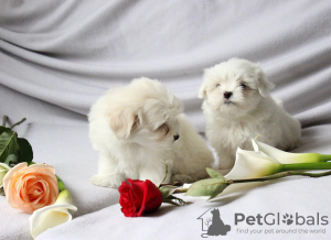 Photo №1. maltese dog - for sale in the city of Geneva | Is free | Announcement № 51149