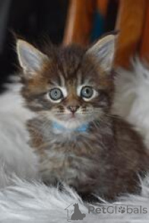 Photo №1. maine coon - for sale in the city of Aalen | 258$ | Announcement № 155356
