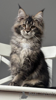 Photo №1. maine coon - for sale in the city of Blvelop | negotiated | Announcement № 156811