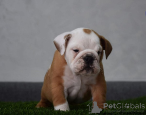 Photo №1. english bulldog - for sale in the city of Нови Сад | negotiated | Announcement № 90126
