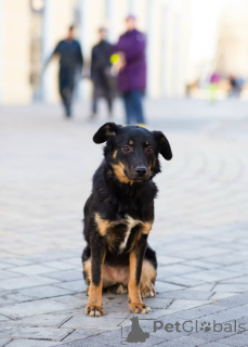 Photo №3. Cute small dog. Russian Federation