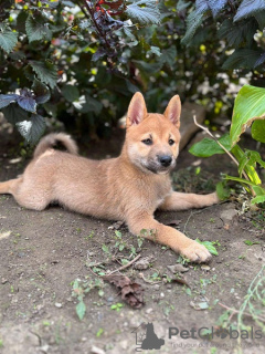 Photo №3. Shiba Inu puppies. Serbia