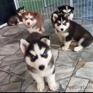 Photo №1. siberian husky - for sale in the city of Brussels | 723$ | Announcement № 160924