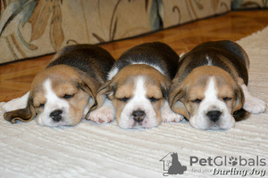 Additional photos: Beagle boys