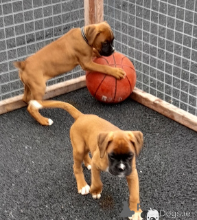 Photo №2 to announcement № 178011 for the sale of boxer - buy in Cyprus 