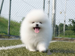 Photo №2 to announcement № 100252 for the sale of pomeranian - buy in Poland private announcement, from nursery, from the shelter, breeder