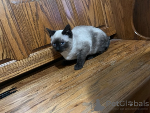 Photo №1. siamese cat - for sale in the city of Cologne | Is free | Announcement № 95586