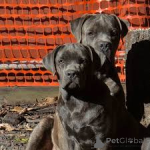 Photo №1. cane corso - for sale in the city of Luxembourg | 1239$ | Announcement № 161583