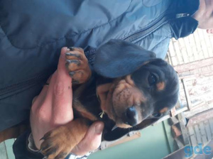 Photo №2 to announcement № 478 for the sale of dachshund - buy in Russian Federation private announcement, breeder