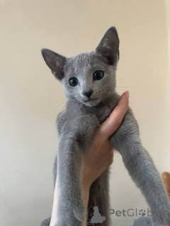 Photo №2 to announcement № 173413 for the sale of russian blue - buy in Belgium private announcement, breeder