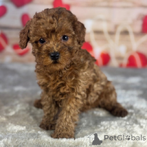 Photo №2 to announcement № 166388 for the sale of poodle (toy) - buy in Ukraine breeder