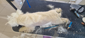 Photo №3. Westie adoption weekend. United Kingdom