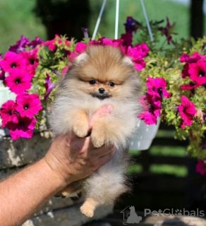 Photo №4. I will sell pomeranian in the city of Minsk. from nursery - price - 832$