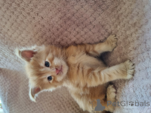 Photo №4. I will sell maine coon in the city of Brussels.  - price - Is free