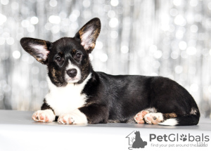Photo №1. welsh corgi - for sale in the city of Zhytomyr | negotiated | Announcement № 36285