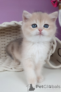 Photo №3. 3 British Shorthair Kittens for Adoption. United Kingdom