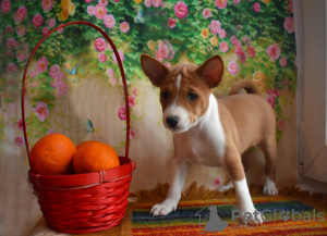 Photo №1. basenji - for sale in the city of Москва | 3000$ | Announcement № 39198