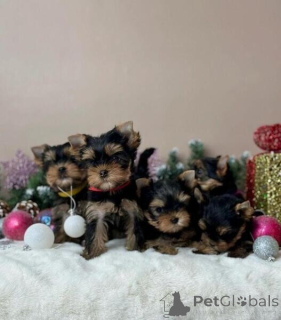 Photo №1. yorkshire terrier - for sale in the city of Arnsberg | negotiated | Announcement № 166128