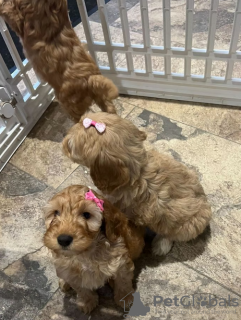 Additional photos: Small Breed Chunky F2 Cockapoo Puppies