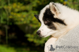Photo №1. yakutian laika - for sale in the city of Wielka Wieś | negotiated | Announcement № 25752