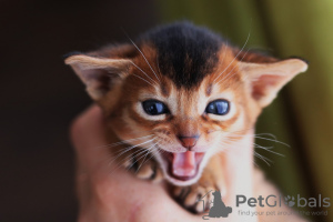 Photo №1. abyssinian cat - for sale in the city of Minsk | 832$ | Announcement № 29972