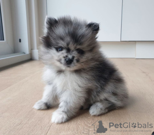 Photo №1. pomeranian - for sale in the city of Dubai | negotiated | Announcement № 36772