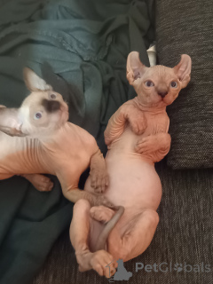 Photo №2 to announcement № 146685 for the sale of sphynx cat - buy in Germany private announcement