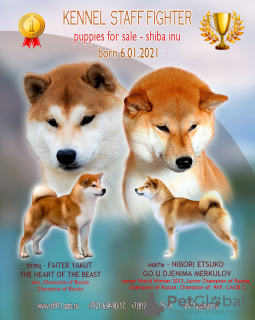 Photo №1. shiba inu - for sale in the city of St. Petersburg | 1351$ | Announcement № 9155