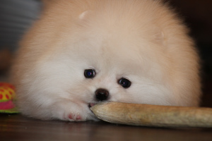 Photo №1. pomeranian - for sale in the city of Kiev | 2204$ | Announcement № 5356