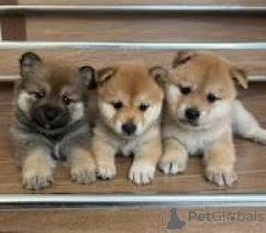 Photo №1. shiba inu - for sale in the city of Madrid | 723$ | Announcement № 166001