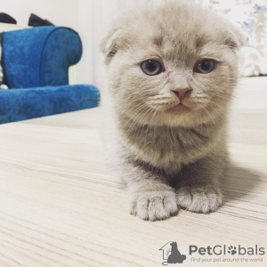 Photo №2 to announcement № 8857 for the sale of british shorthair - buy in France private announcement