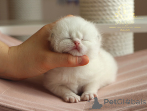 Photo №1. british shorthair - for sale in the city of Izhevsk | 1000$ | Announcement № 19297