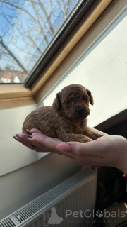 Photo №3. Two female and one male dwarf, dark apricot poodles. Serbia