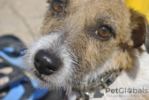 Photo №1. jack russell terrier - for sale in the city of Simferopol | 327$ | Announcement № 7730