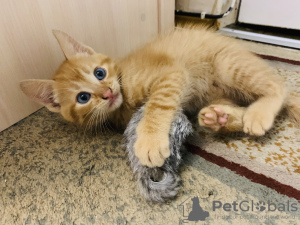 Additional photos: Kittens cheap